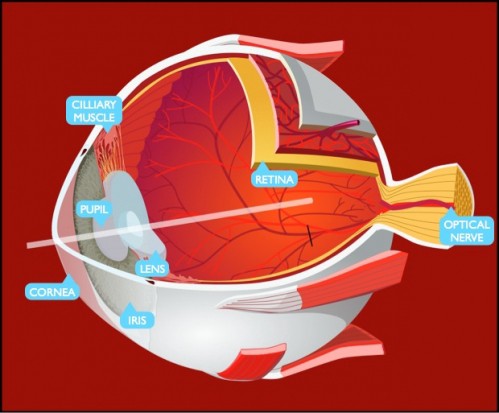 human_eye